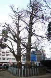 image0017