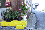 image0049