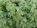 image0111