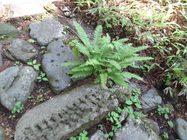 image0025