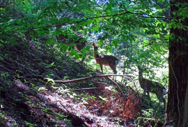 image0057