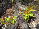 image0050