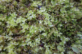 image0029