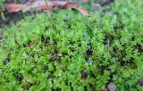 image0070